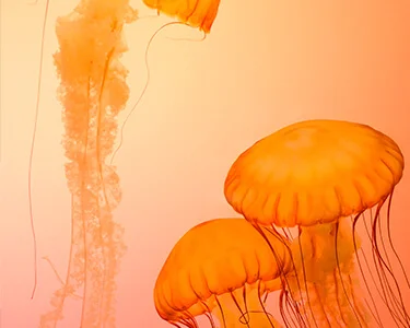 BioTen video series: Operating model design