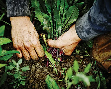 Sowing Seeds of Repose