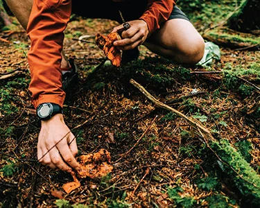 From Forest to Fork to Corner Office