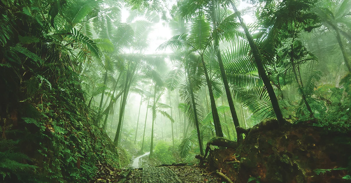 El Yunque National Forest